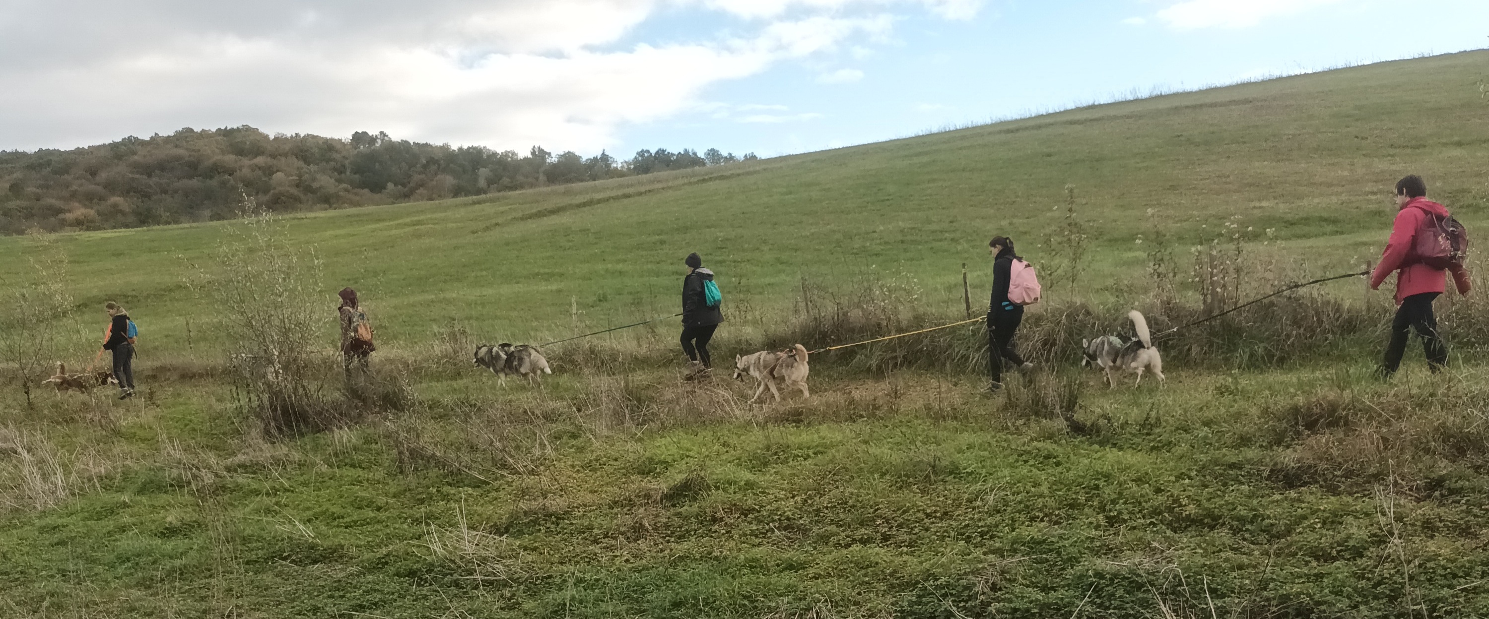 Cani-marche en groupe